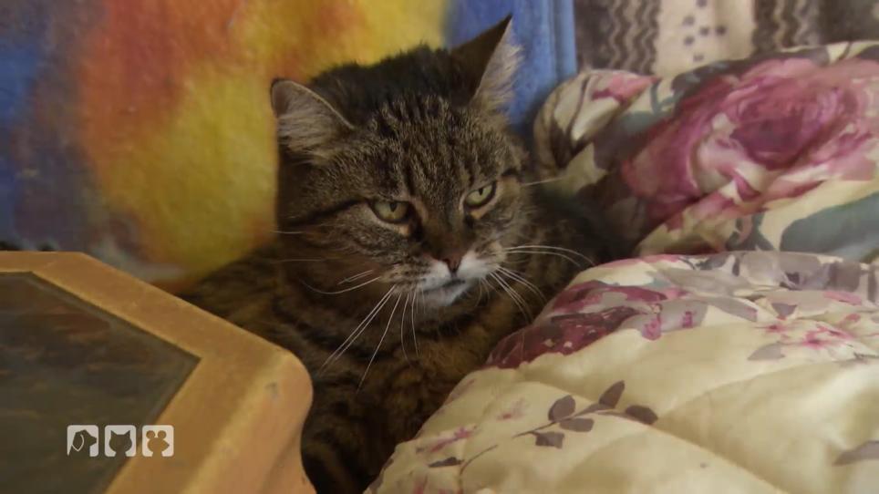Monika muss sich von den Katzen der Schwester trennen Monika muss sich von den Katzen der Schwester trennen