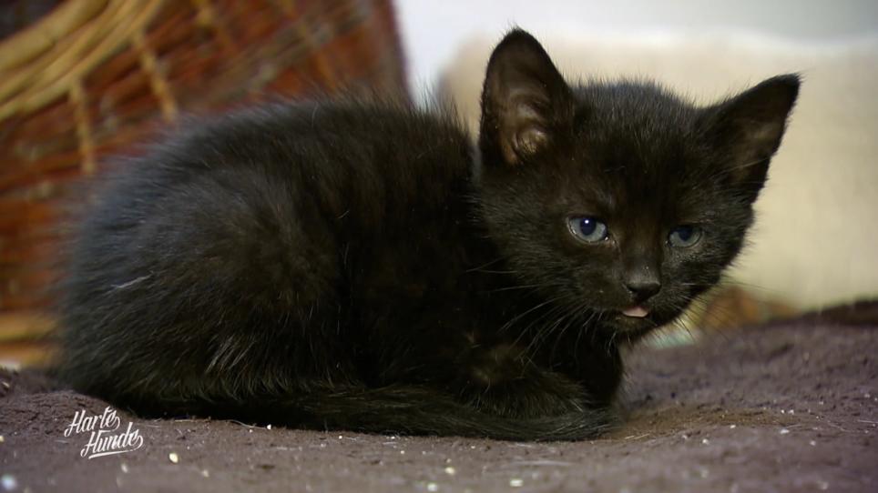 Nach der Schließung sind die Katzen das Problem Nach der Schließung sind die Katzen das Problem