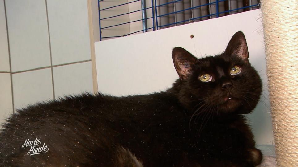 Katze Ebba wurde fast zu Tode gefüttert Katze Ebba wurde fast zu Tode gefüttert