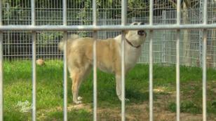 Das Tierheim Kehl ist in einer Notlage Das Tierheim Kehl ist in einer Notlage