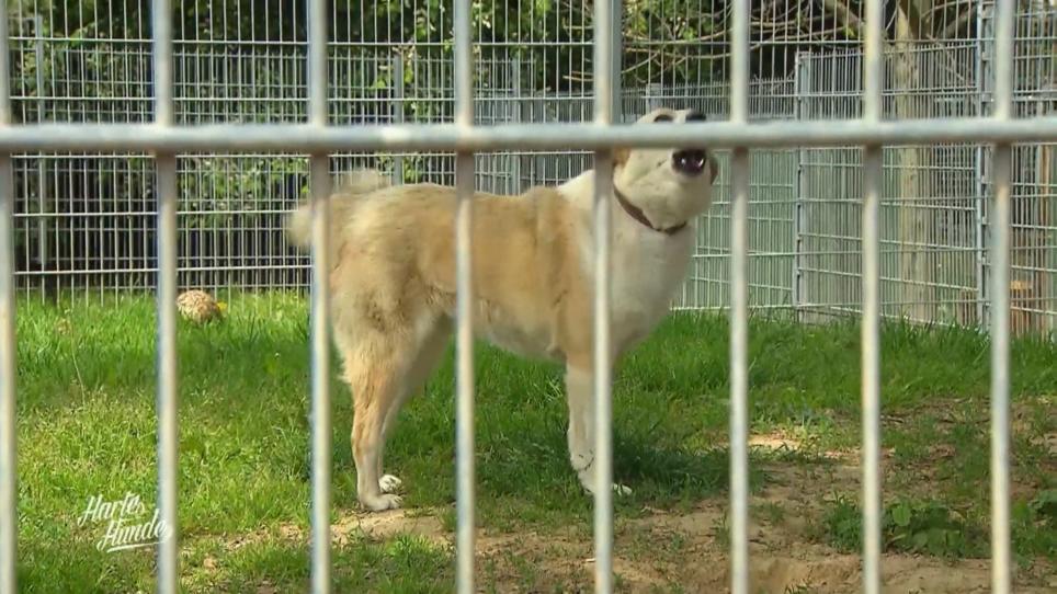 Das Tierheim Kehl ist in einer Notlage Das Tierheim Kehl ist in einer Notlage