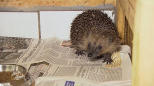 Hilfe für Igel im Tierheim Hilfe für Igel im Tierheim