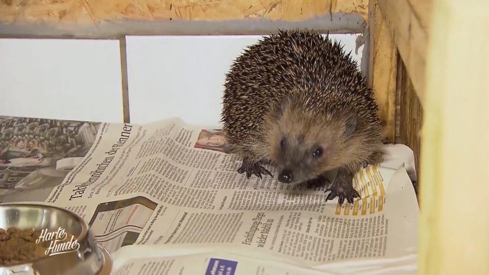 Hilfe für Igel im Tierheim Hilfe für Igel im Tierheim