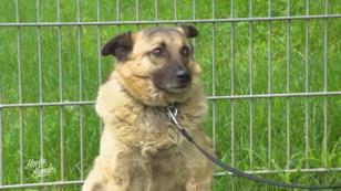Angsthund Cooper wartet auf ein neues Zuhause Angsthund Cooper wartet auf ein neues Zuhause