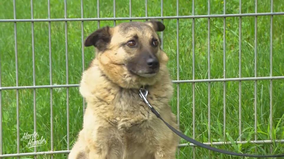 Angsthund Cooper wartet auf ein neues Zuhause Angsthund Cooper wartet auf ein neues Zuhause