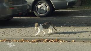 Auf dem Lebenshof sollen auch Katzen einziehen Auf dem Lebenshof sollen auch Katzen einziehen