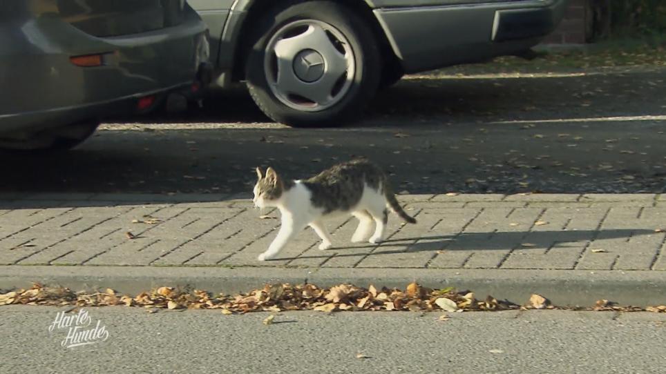 Auf dem Lebenshof sollen auch Katzen einziehen Auf dem Lebenshof sollen auch Katzen einziehen