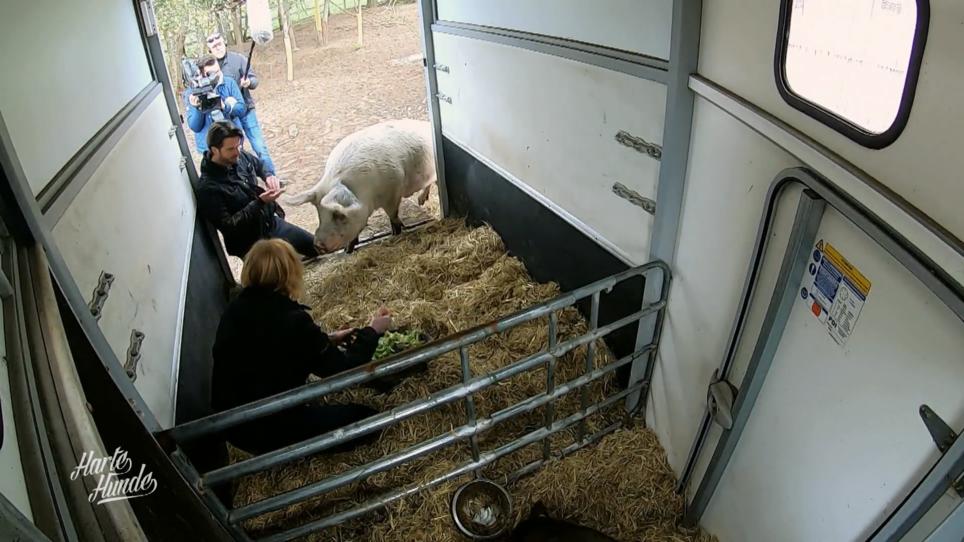 Die Schweine müssen in den Hänger Die Schweine müssen in den Hänger