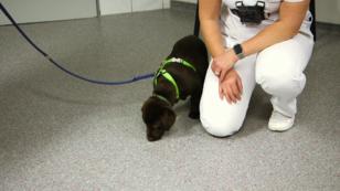 Welpe Balou bei seinem ersten Tierarzt Besuch Welpe Balou bei seinem ersten Tierarzt Besuch