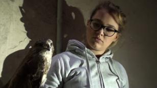 Bussard gerettet! Bussard gerettet!