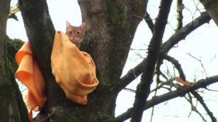 Katze gefangen im Baum Katze gefangen im Baum