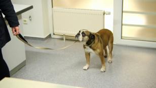Hundedame Amy humpelt Hundedame Amy humpelt