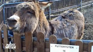 Zur Begrüßung pusten sie sich an Zur Begrüßung pusten sie sich an