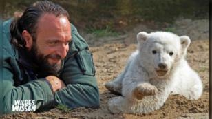 Die Stadt der Eisbären Die Stadt der Eisbären