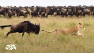 Das Gnu, eine Vielfalt an Tieren Das Gnu, eine Vielfalt an Tieren