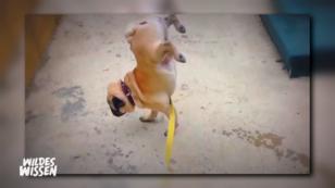 Die Talente unserer Tiere Die Talente unserer Tiere