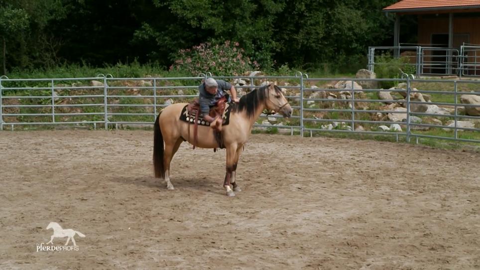 Wird aus Johnny ein Reitpferd? Wird aus Johnny ein Reitpferd?