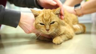 Katze Lilly ist bockig Katze Lilly ist bockig