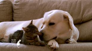 Wie verstehen sich Hund und Katze? Wie verstehen sich Hund und Katze?