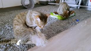 Geht es den Katzen in der Wohnung gut? Geht es den Katzen in der Wohnung gut?