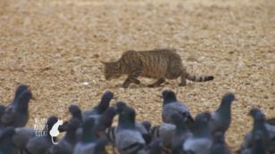 In den Haustieren schlummert immer noch ein Tiger In den Haustieren schlummert immer noch ein Tiger