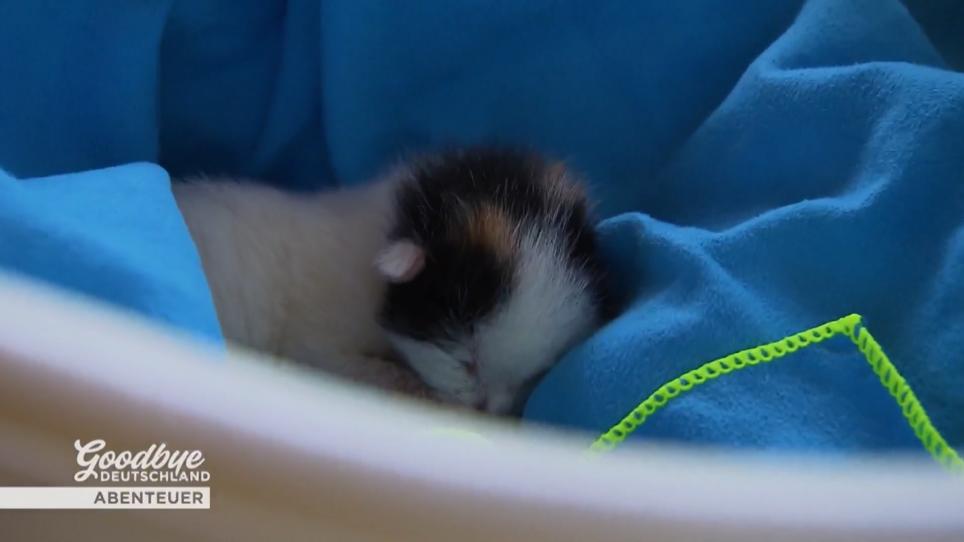Christin rettet ein Katzenbaby Christin rettet ein Katzenbaby