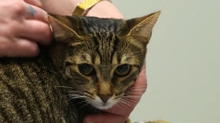 Zwei Katzen brauchen eine Zahnbehandung Zwei Katzen brauchen eine Zahnbehandung