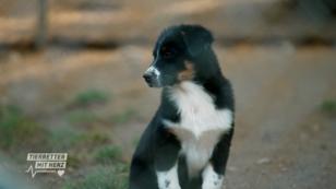 Welpen im Tierheim Welpen im Tierheim