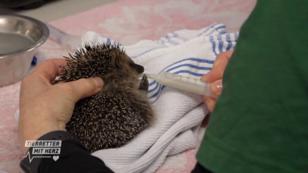 Igel in Gefahr? Igel in Gefahr?