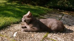 Bei Freigängerkatzen ist die Kastration wichtig Bei Freigängerkatzen ist die Kastration wichtig