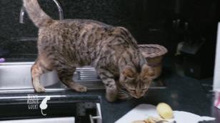Stella mag gekochtes Essen Stella mag gekochtes Essen