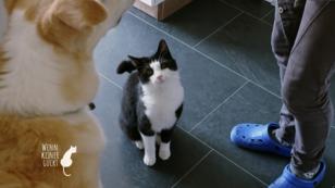 Wie steht Caruso zum Familienhund Wie steht Caruso zum Familienhund