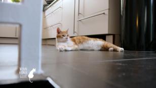 Schnippschnapp ist depressiv Schnippschnapp ist depressiv