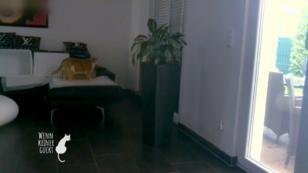 Der Kater ist sehr gestresst Der Kater ist sehr gestresst