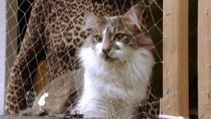 Charly ist ein Wildkater Charly ist ein Wildkater