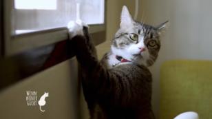 Die Katze kann so Einiges Die Katze kann so Einiges