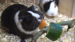Experimente und die richtige Meerschweinchen Haltung Experimente und die richtige Meerschweinchen Haltung