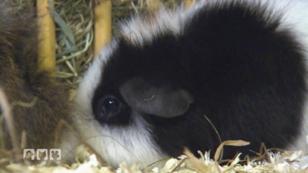 So klingt ein glückliches Meerschweinchen So klingt ein glückliches Meerschweinchen