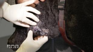 Mylo ist schwer verletzt Mylo ist schwer verletzt