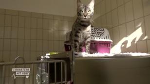 Bestens gewappnet für die Katzenankunft Bestens gewappnet für die Katzenankunft