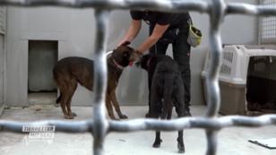 Zwei Fundhunde im Tierheim Bochum Zwei Fundhunde im Tierheim Bochum