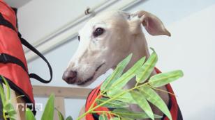 Auch Hunde müssen Schwimmenlernen Auch Hunde müssen Schwimmenlernen