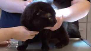 Ein Katzenbiss ist kein Spaß Ein Katzenbiss ist kein Spaß