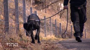 Die „harten Hunde“ packen mit an Die „harten Hunde“ packen mit an