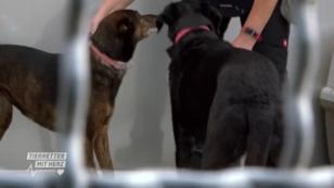 Besitzerin gefunden Besitzerin gefunden