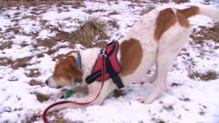 Training in der Hundeschule Training in der Hundeschule