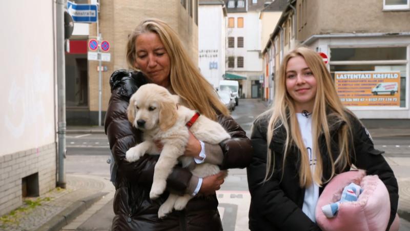 Golden Retriever Abby soll mit zur Arbeit