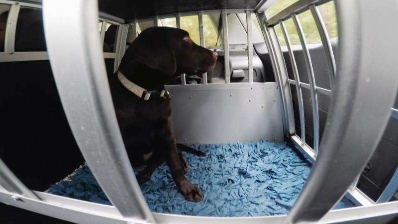 Barney zieht bei Familie Ibraim ein