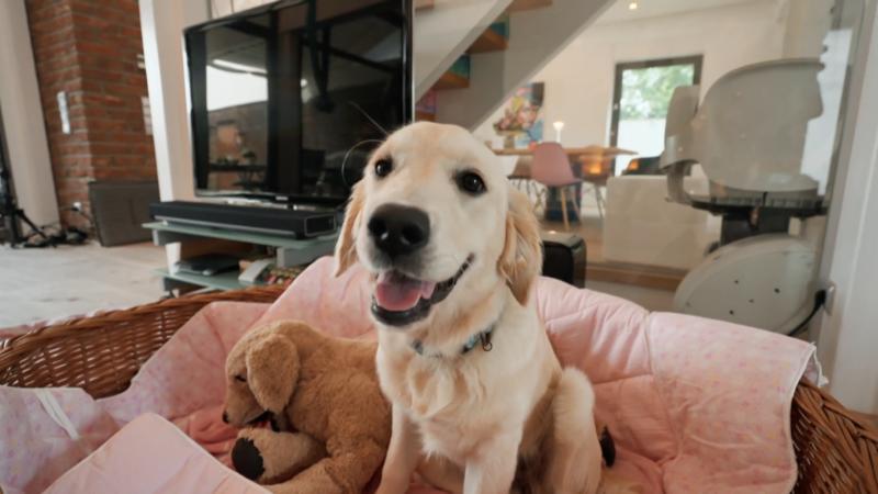 Golden Retriever Abby wird ein halbes Jahr alt