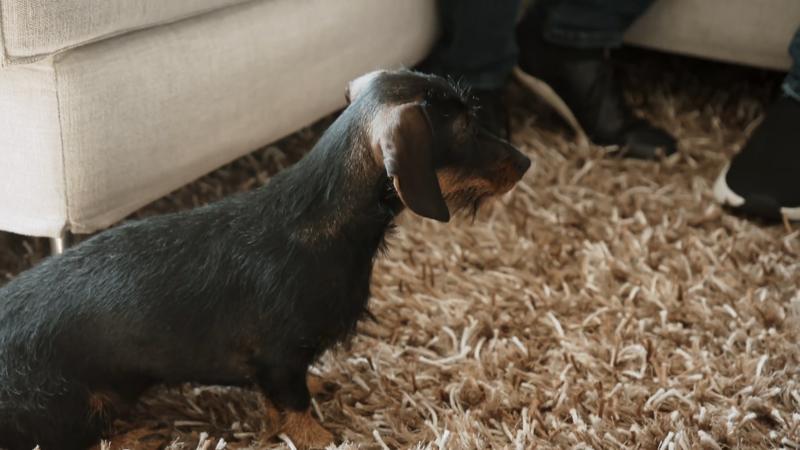 Eine Gruppentherapie für drei Dackel